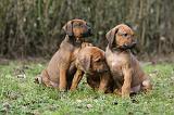 RODESIAN RIDGEBACK 190